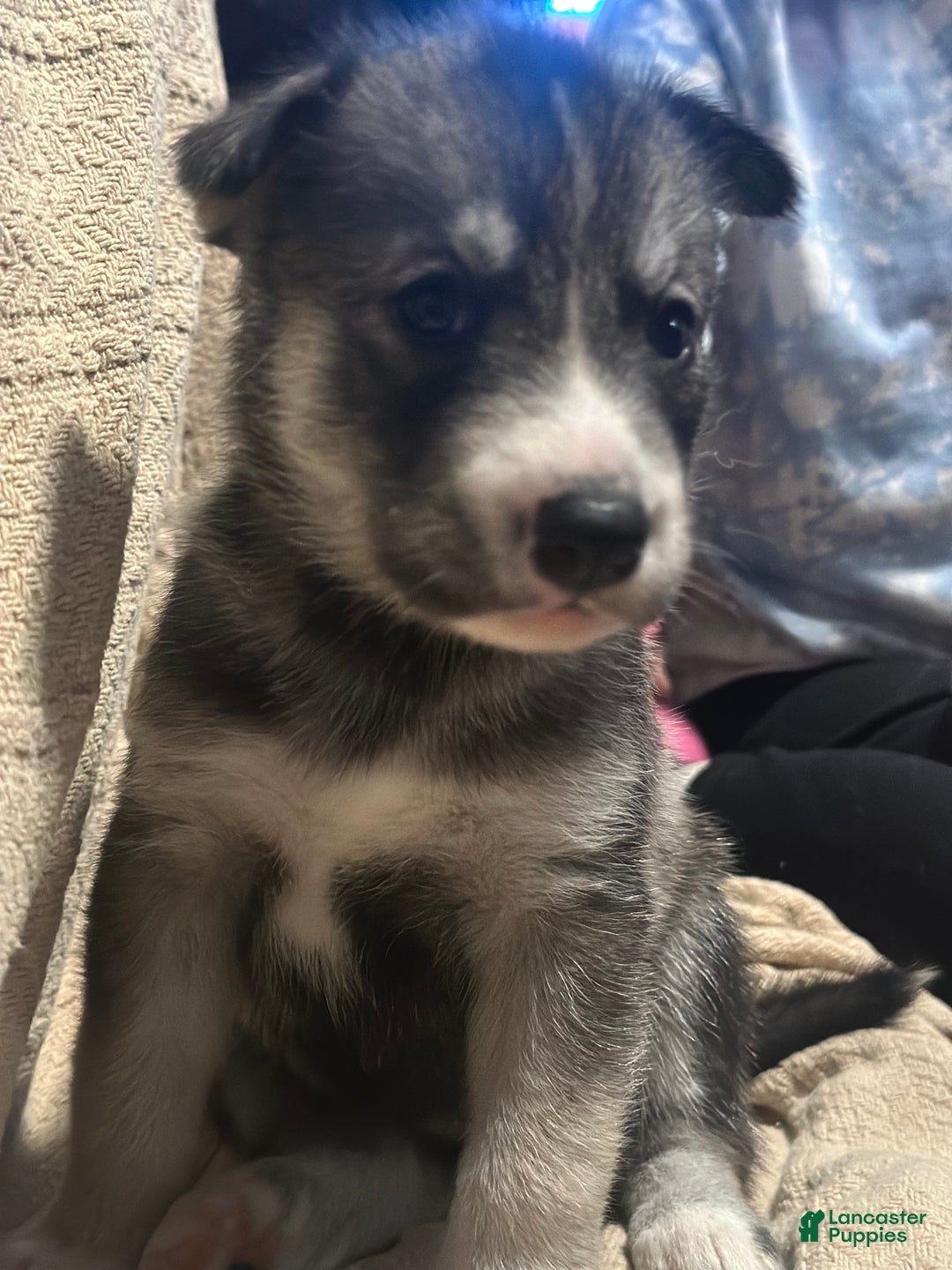 Siberian Husky dogs for sale: Siberian Husky Puppy 1 - Ad 2
