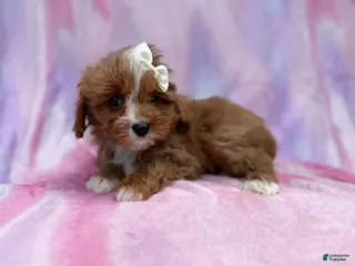 Cavapoo dogs Mimi - Ad 20