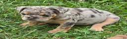 English Bulldog dogs for sale: Tinsel the lilac merle  - Ad 6