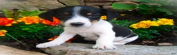 Jack Russell Terrier dogs for sale: Charlie - Ad 3