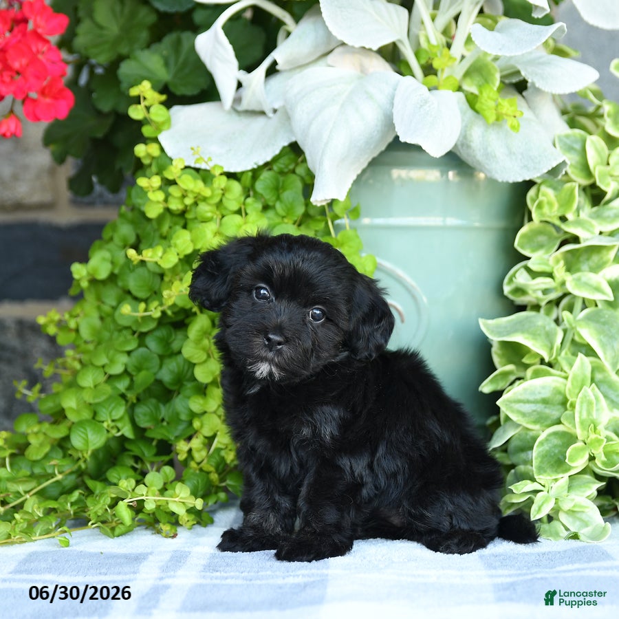 Maltipoo dogs Pansy - Ad 2