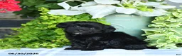 Maltipoo dogs for sale: Pansy - Ad 2