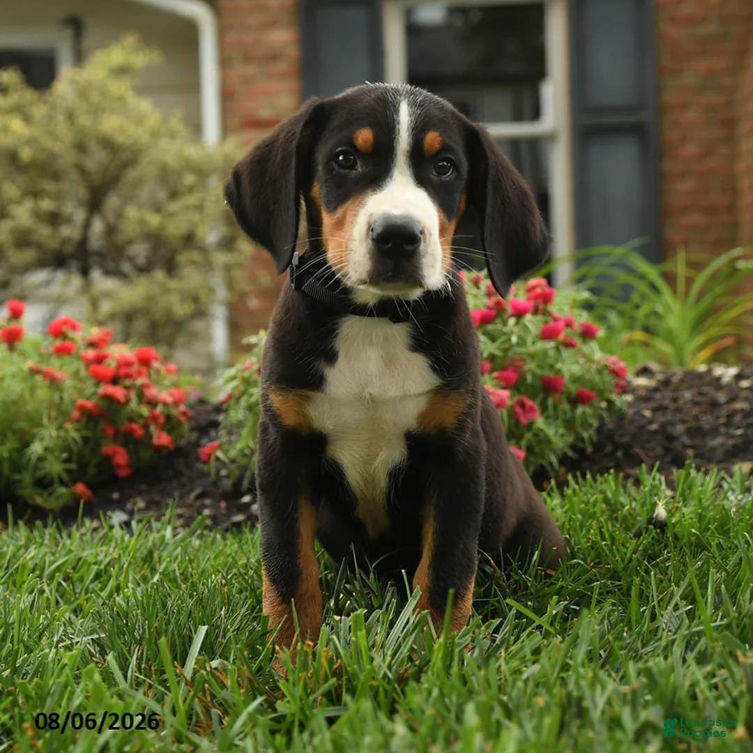 Greater Swiss Mountain Dog dogs for sale: Thor - Ad 1