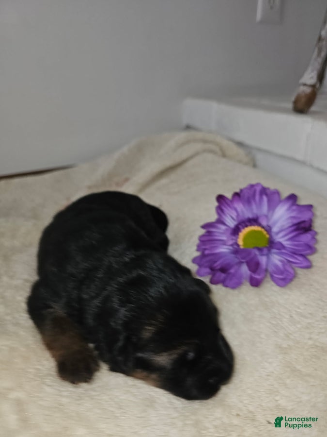 German Shepherd dogs for sale: Mia - Ad 2