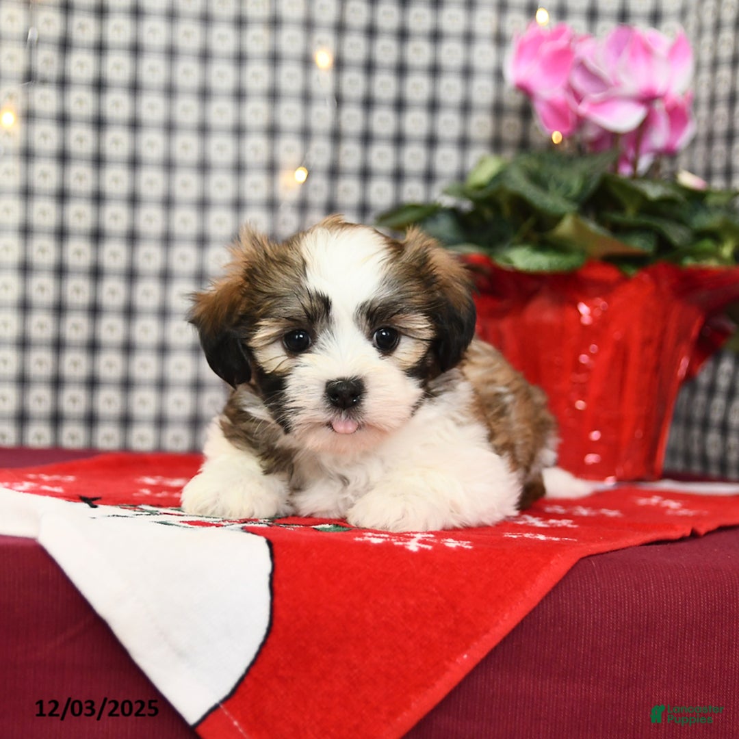 Malshi dogs for sale: Hope - Ad 2