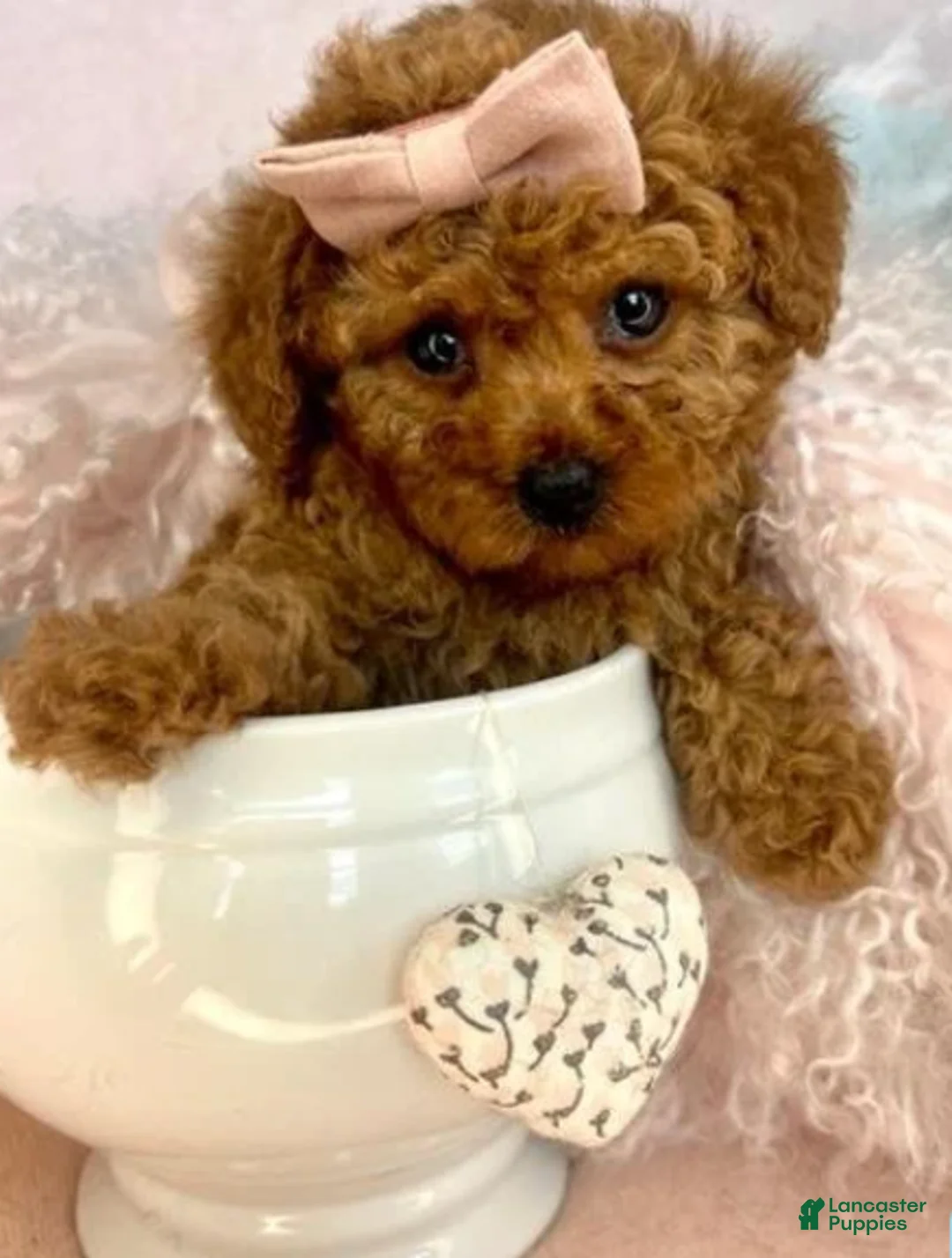 Toy Poodle dogs for sale: Toy Poodle 1 - Ad 3