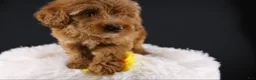 Mini Aussiedoodle dogs for sale: Swiper - Ad 6