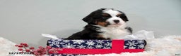 Bernese Mountain Dog dogs for sale: Rhonda - Ad 2