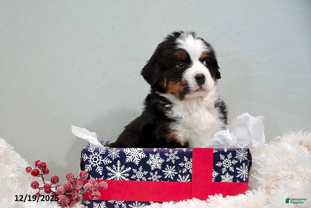 Bernese Mountain Dog dogs for sale: Rhonda - Ad 2