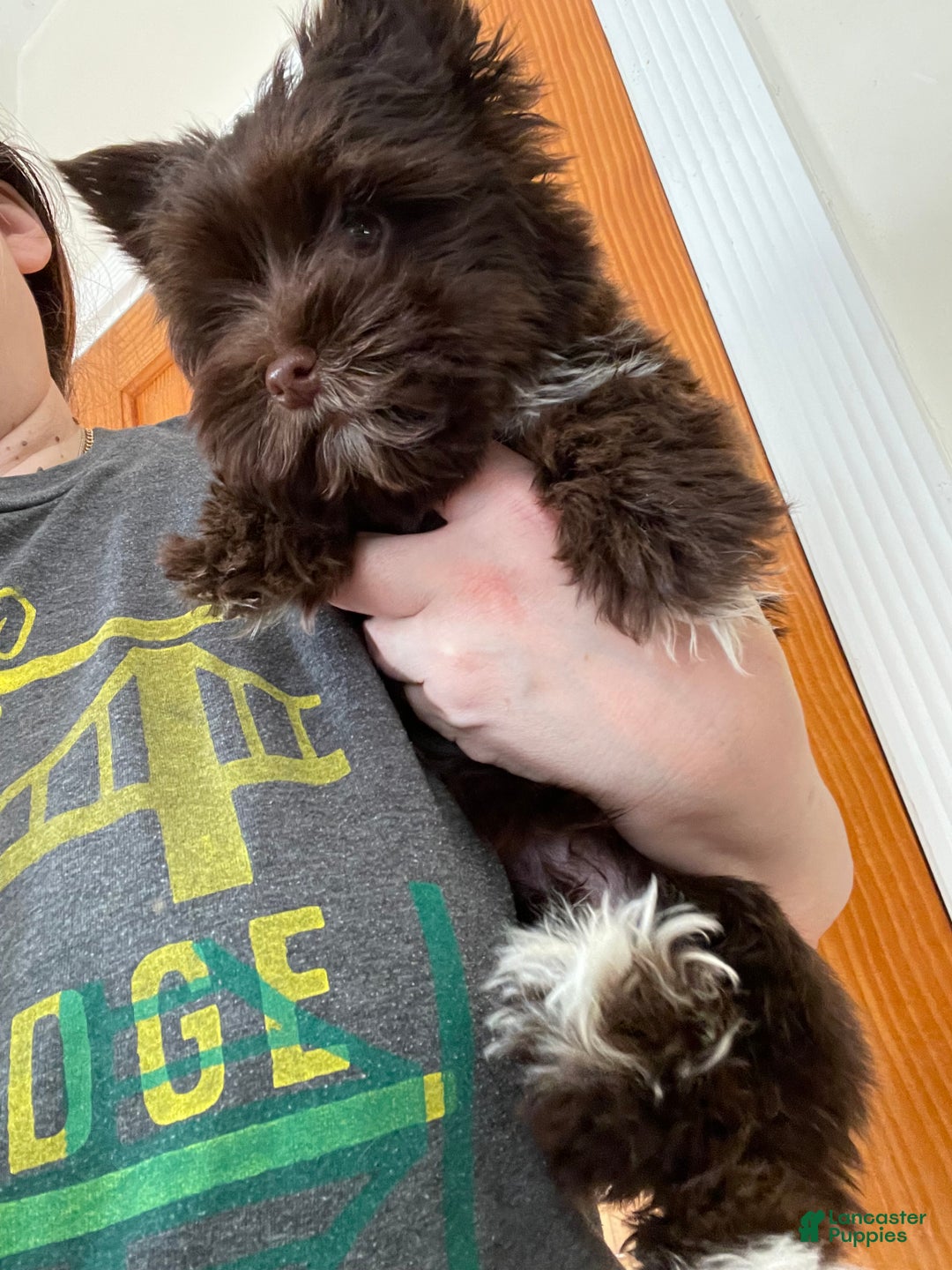 Yorkshire Terrier dogs for sale: KB Chocolate Yorkie - Ad 9