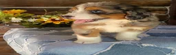 Mini Bernedoodle dogs for sale: Mini Bernedoodle 5 - Ad 3