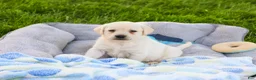 Labrador Retriever dogs for sale: Phineas  - Ad 2