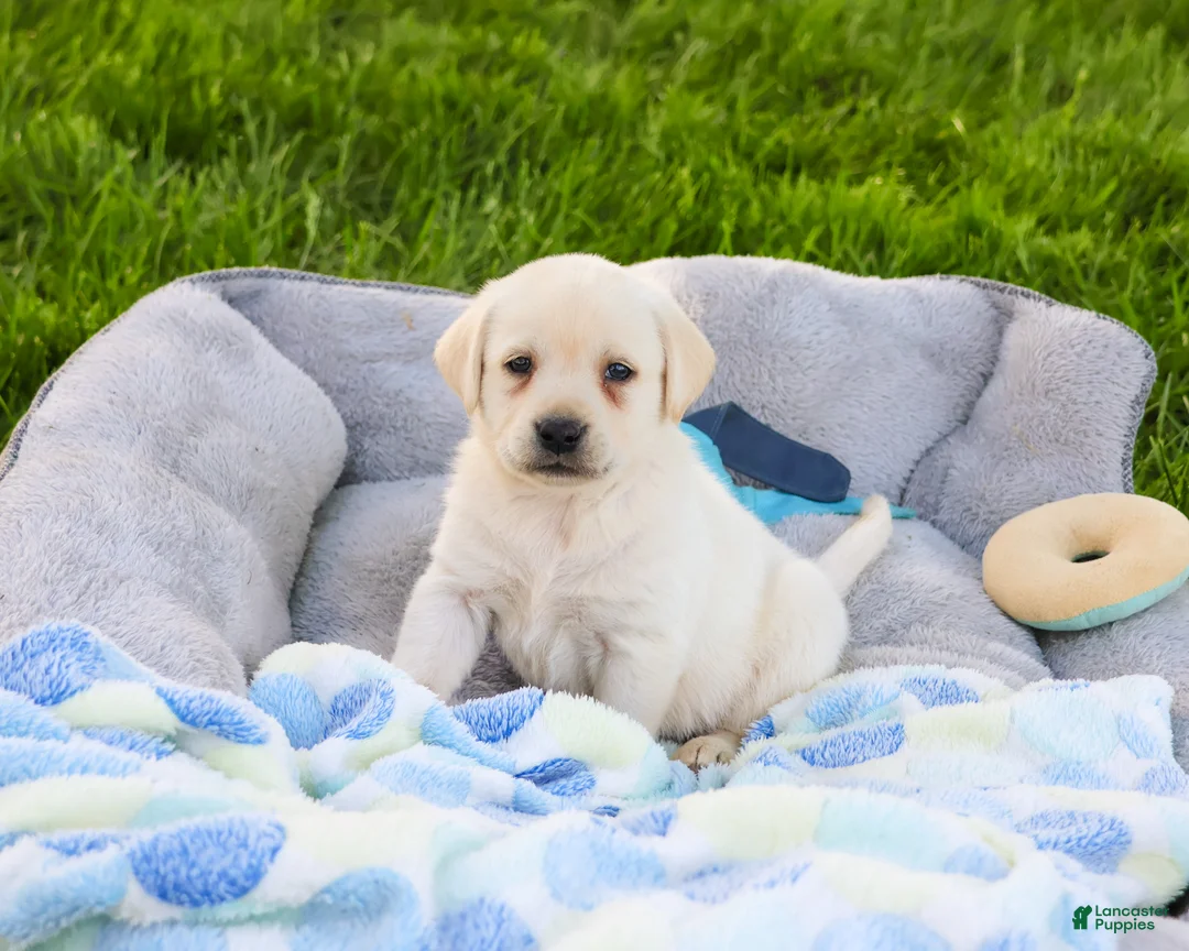 Labrador Retriever dogs for sale: Phineas  - Ad 2