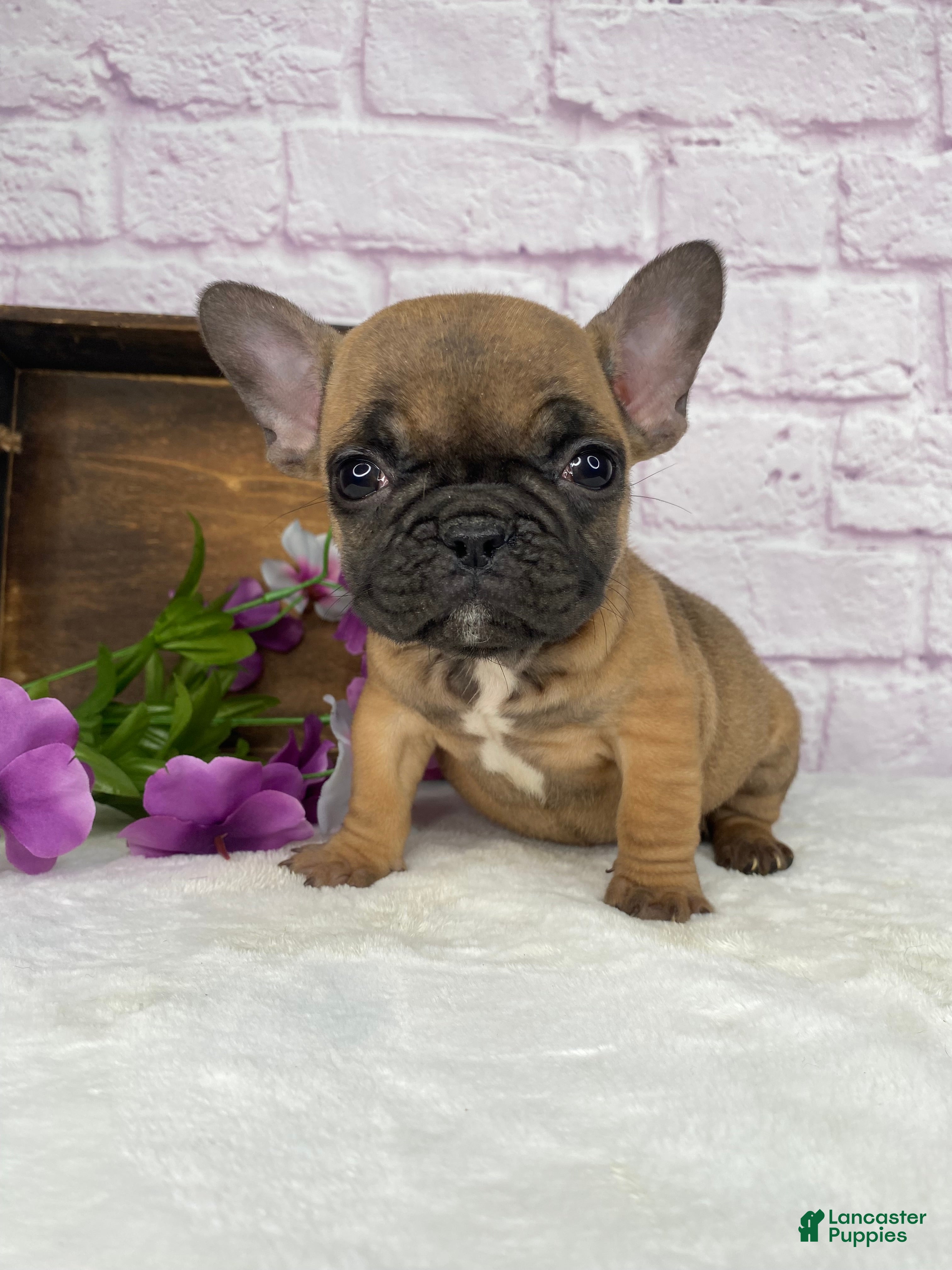 French Bulldog dogs Cup cake - Ad 1