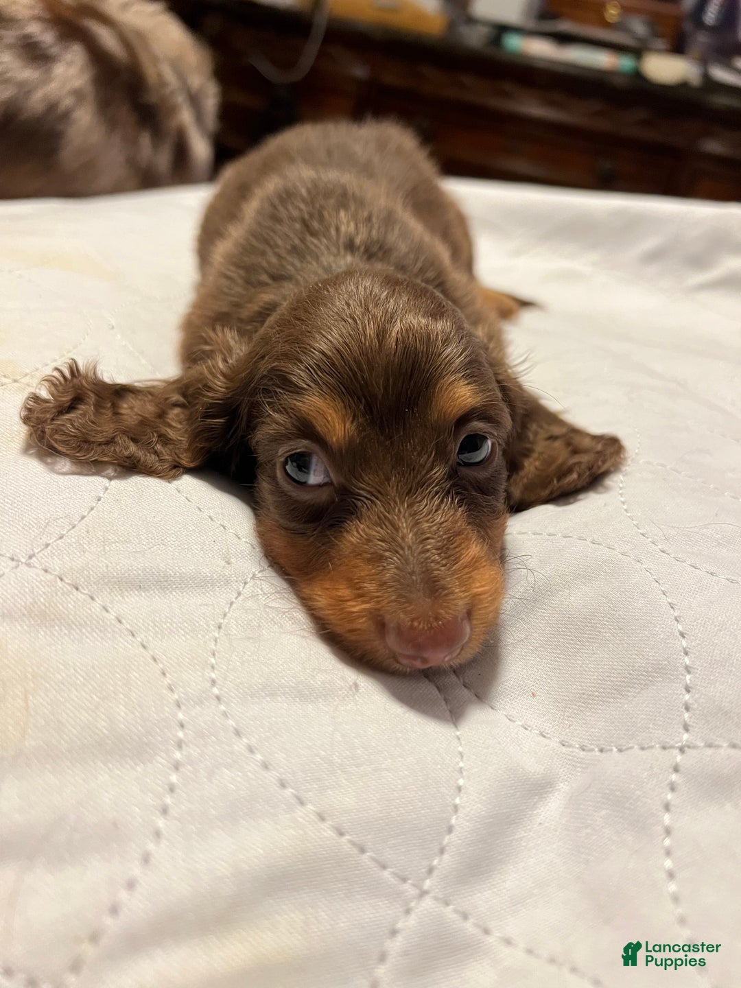 Miniature Dachshund dogs for sale: Russian AKC boy - Ad 5