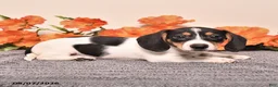 Miniature Dachshund dogs for sale: Comet - Ad 4