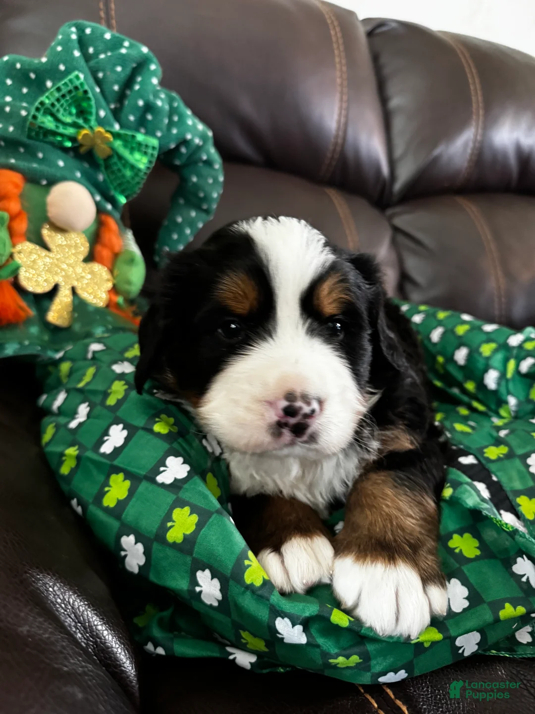 Bernese Mountain Dog dogs for sale: anna - Ad 1