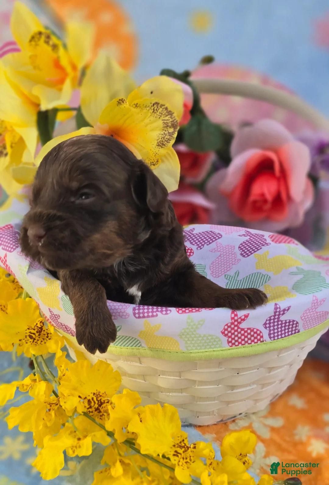 Maltipoo dogs for sale: Lucky - Ad 2