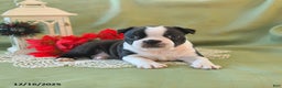 Boston Terrier dogs for sale: Prancer - Ad 14