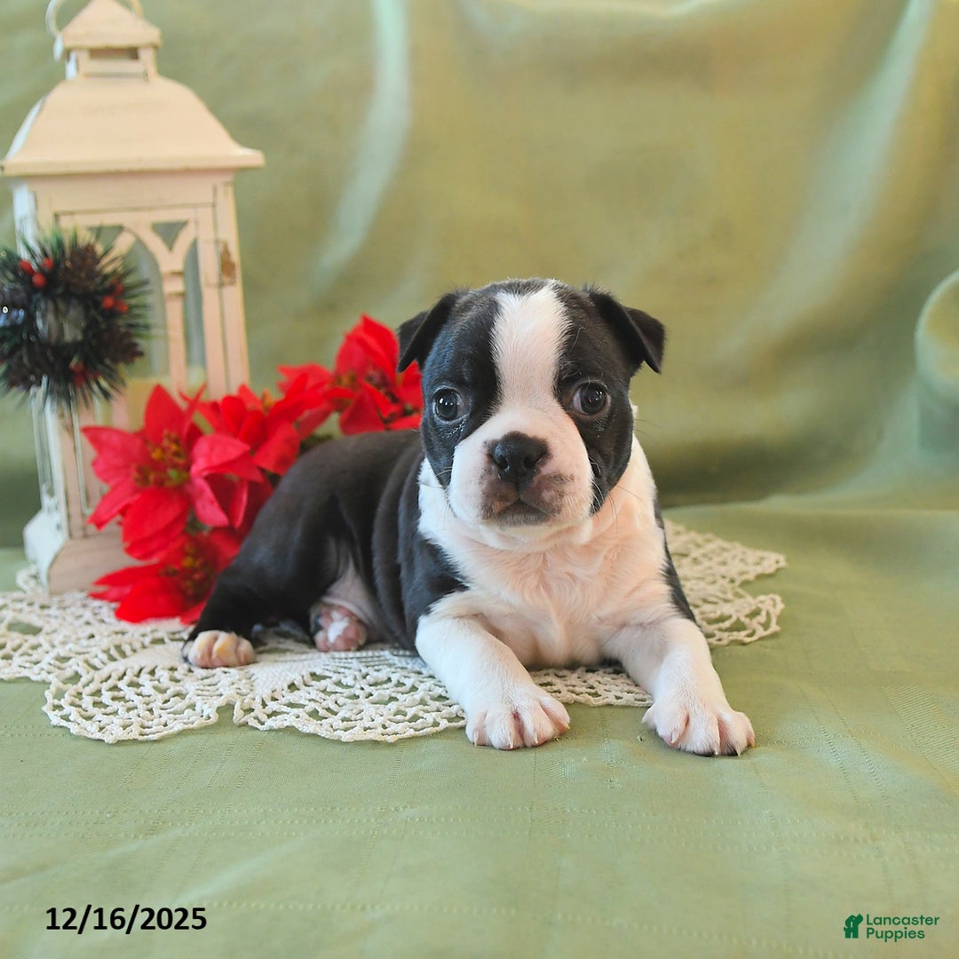 Boston Terrier dogs for sale: Prancer - Ad 14