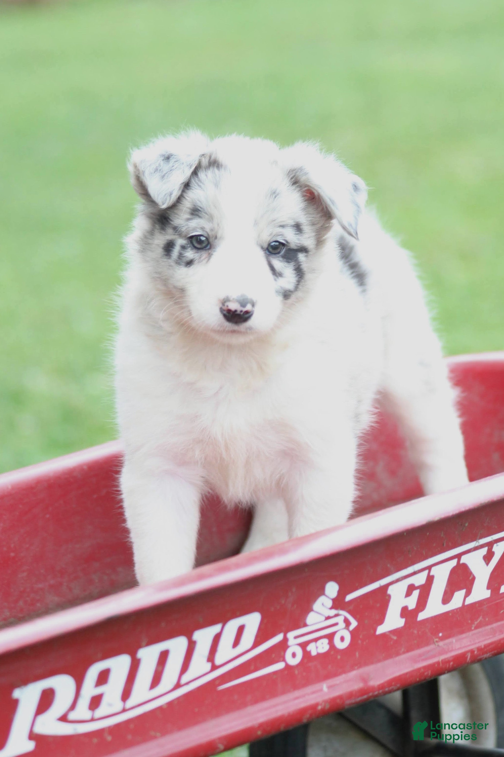 Border Collie dogs for sale: Lacey - Ad 1