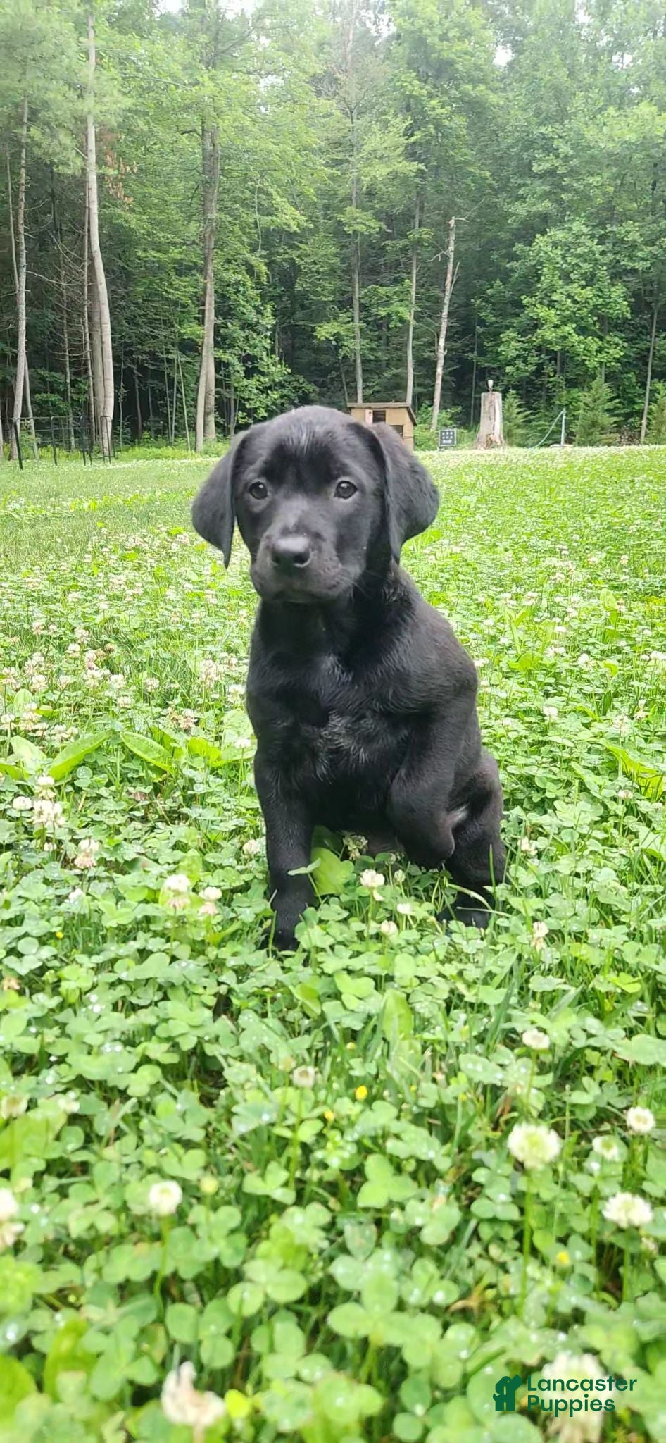 Mixed Breed dogs for sale: Meridoc - Ad 1