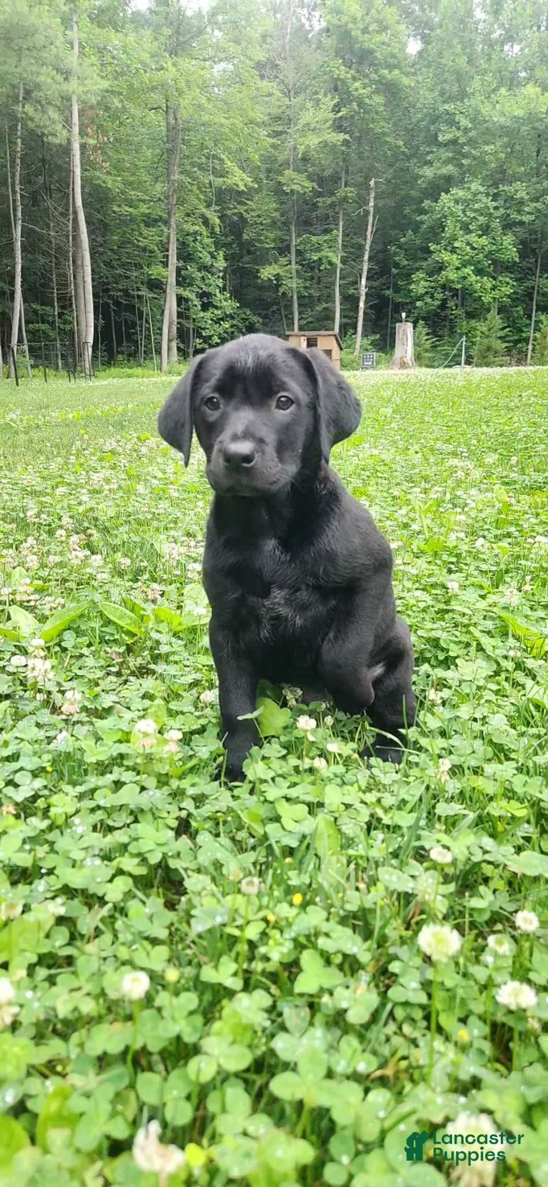 Mixed Breed dogs for sale: Meridoc - Ad 1