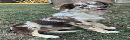 Toy Australian Shepherd dogs for sale: Belle - Ad 8