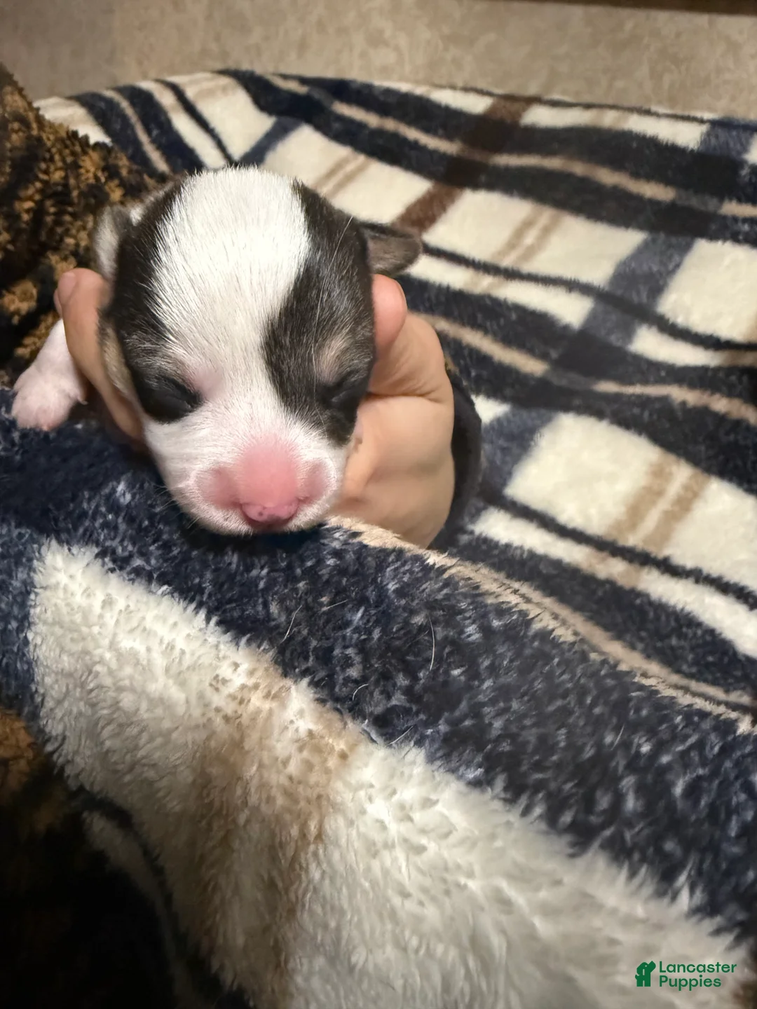 Welsh Corgi Pembroke dogs for sale: Welsh Corgi Pembroke Puppy 5 - Ad 1