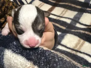 Welsh Corgi Pembroke dogs Welsh Corgi Pembroke Puppy 5 - Ad 39