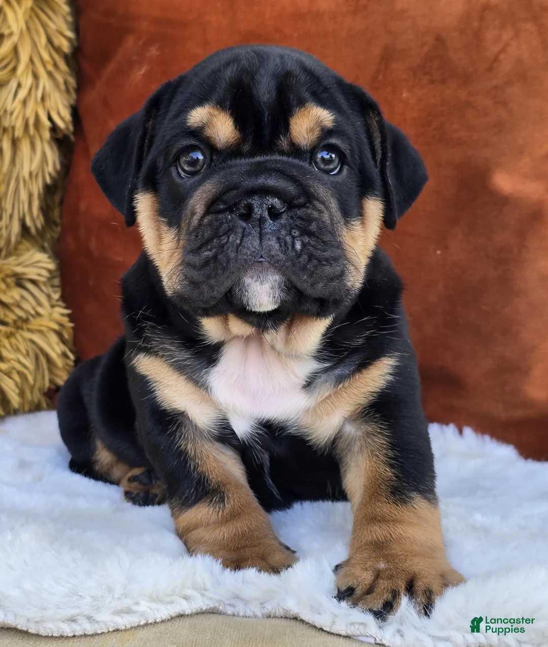 English Bulldog dogs for sale: Vader - Ad 1