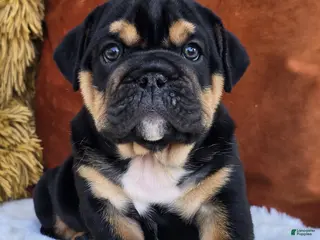 English Bulldog dogs for sale: Vader - Ad 2