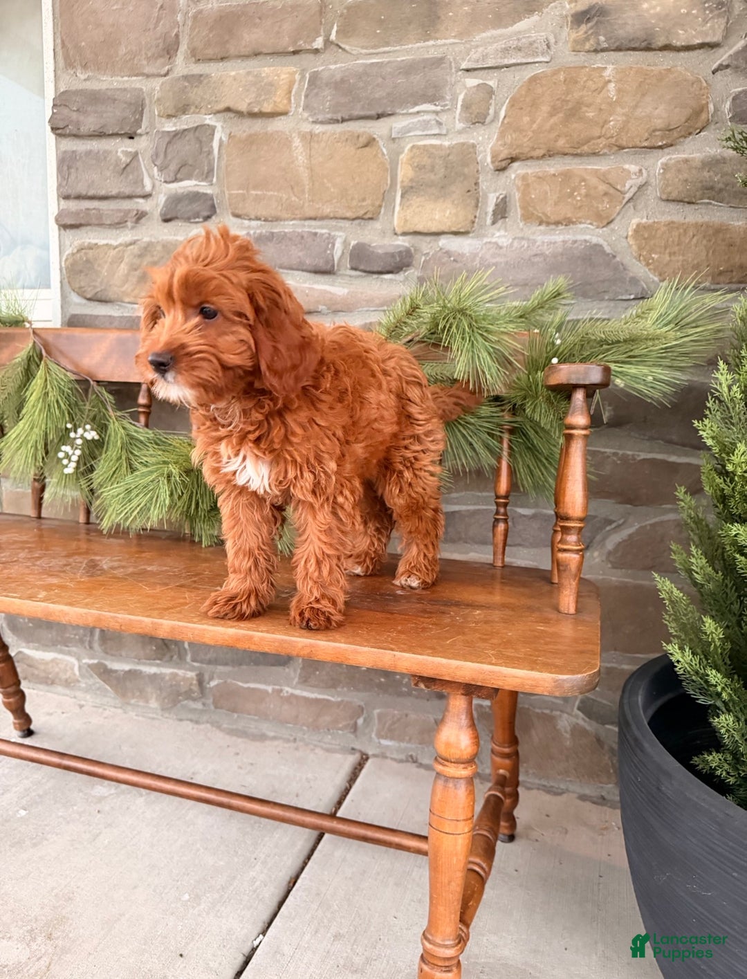 Mini Goldendoodle dogs for sale: POTTY TRAINED MINI GOLDENDOODLE  - Ad 5