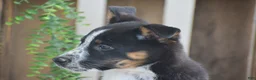 Mixed Breed dogs for sale: Bennett - Ad 5