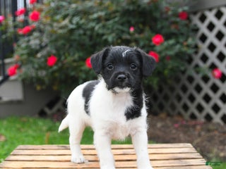 Mixed Breed dogs - Ad 7