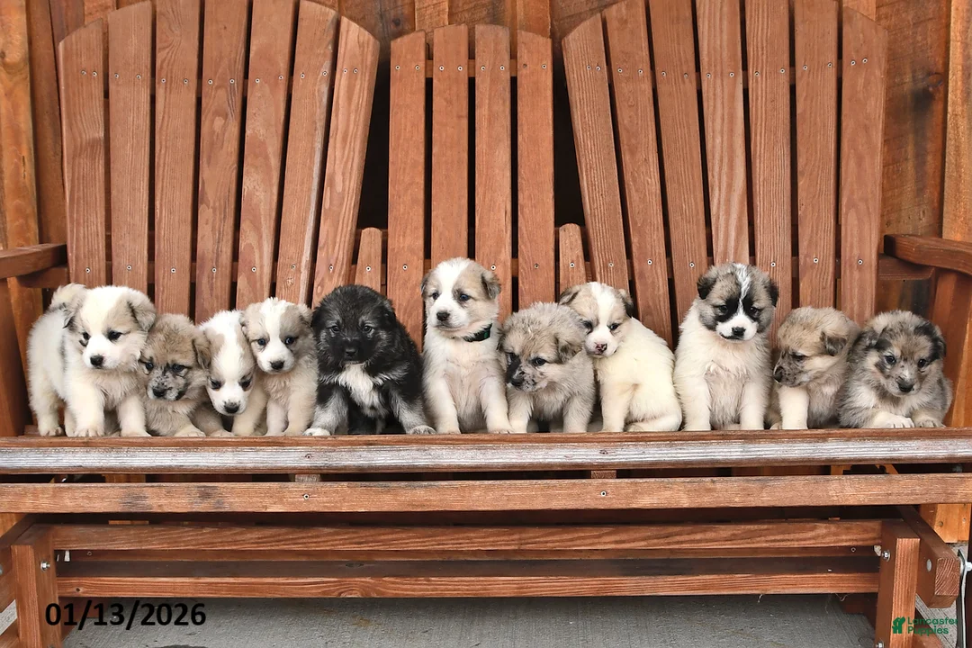 Mixed Breed dogs for sale: Maverick - Ad 3