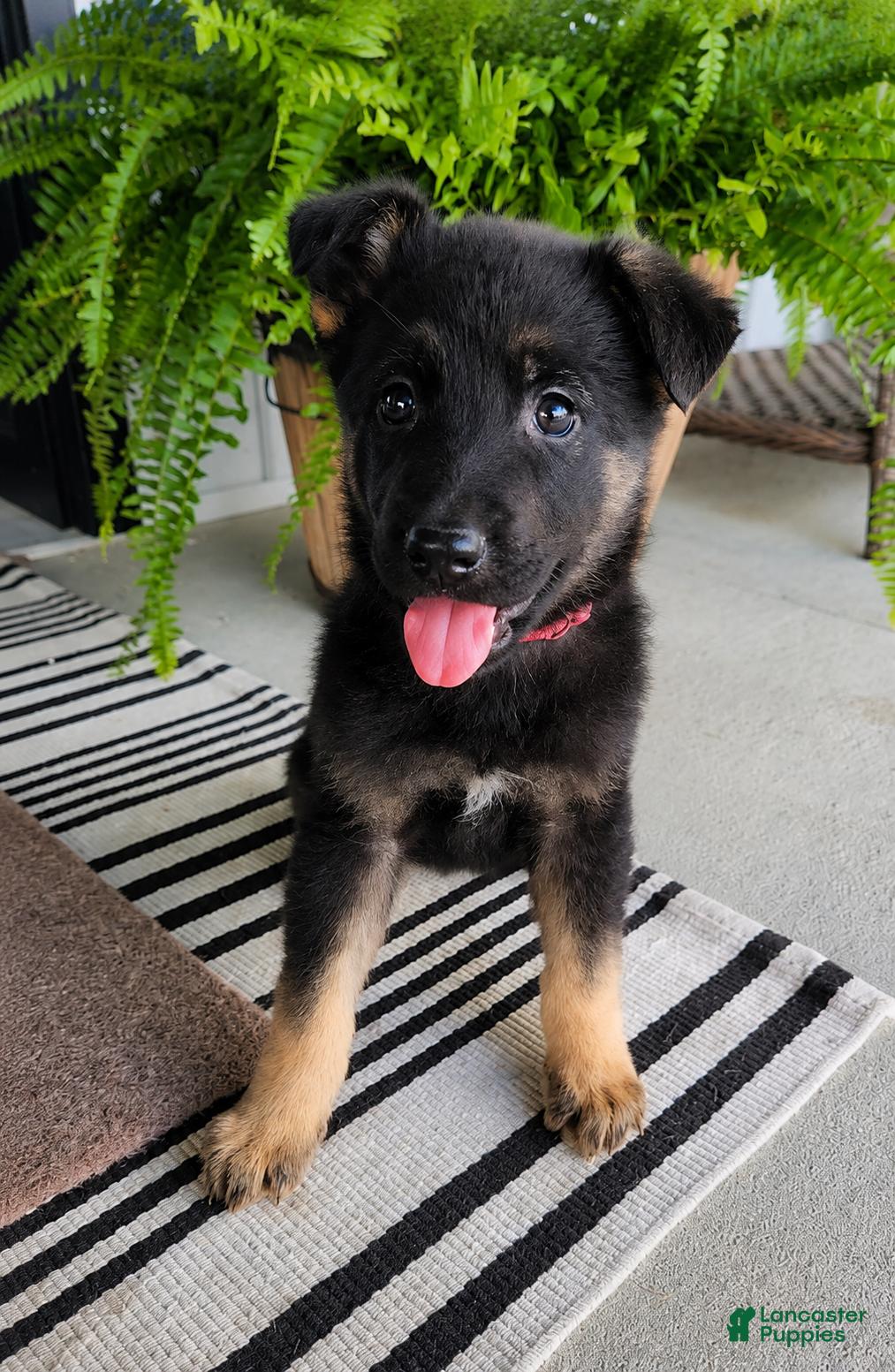 German Shepherd dogs Ivy - Ad 1