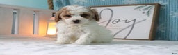Cavapoo dogs for sale: Melissa - Ad 1