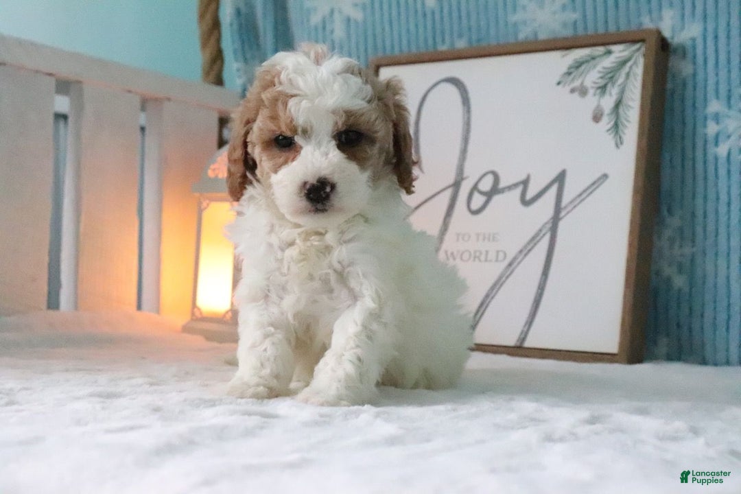 Cavapoo dogs for sale: Melissa - Ad 1