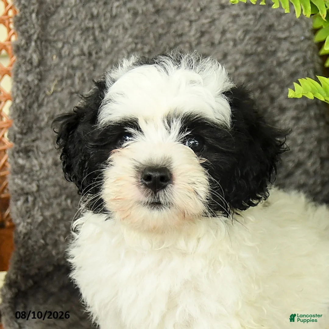 Maltipoo dogs for sale: Frankie - Ad 2