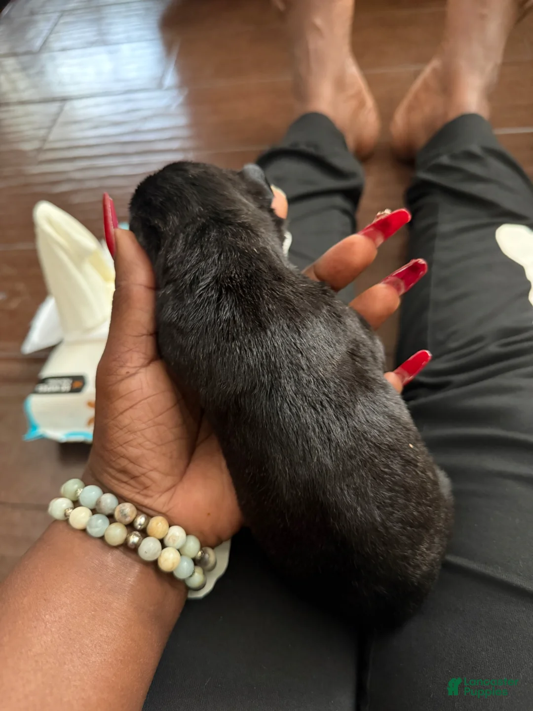 Cane Corso dogs for sale: Cane Corso Puppy 8 - Ad 2