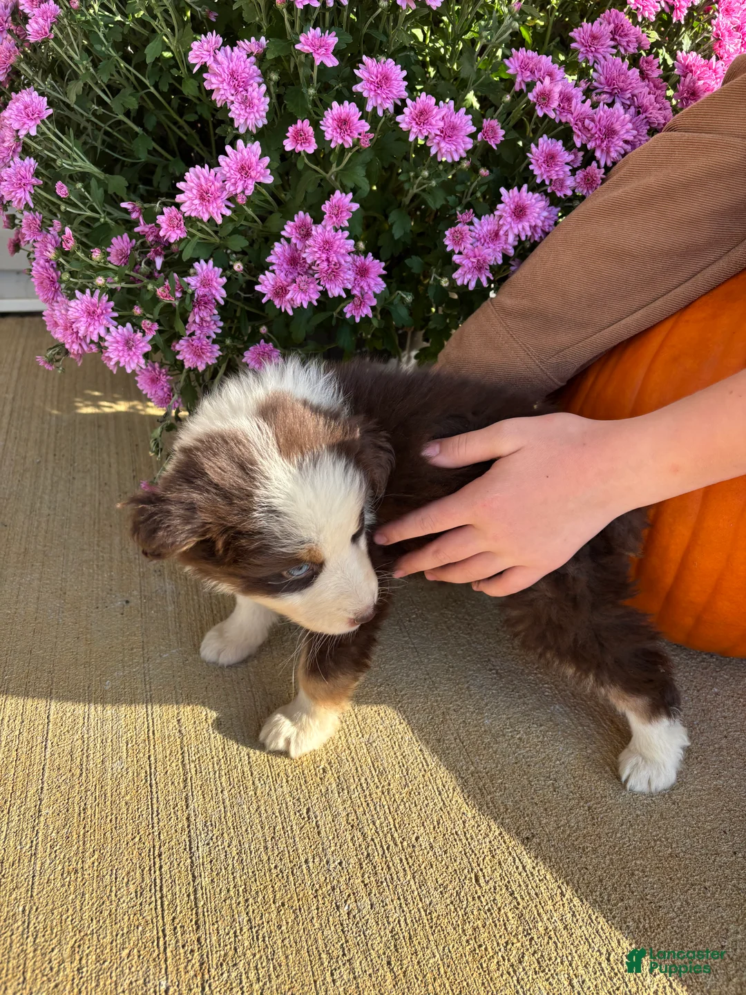 Australian Shepherd dogs for sale: Maple (AKC) - Ad 2