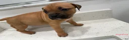 American Bully dogs for sale: Puppy3 female - Ad 1