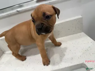 American Bully dogs Puppy3 female - Ad 10
