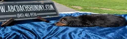 Miniature Dachshund dogs for sale: Russian AKC dachshund - Ad 5
