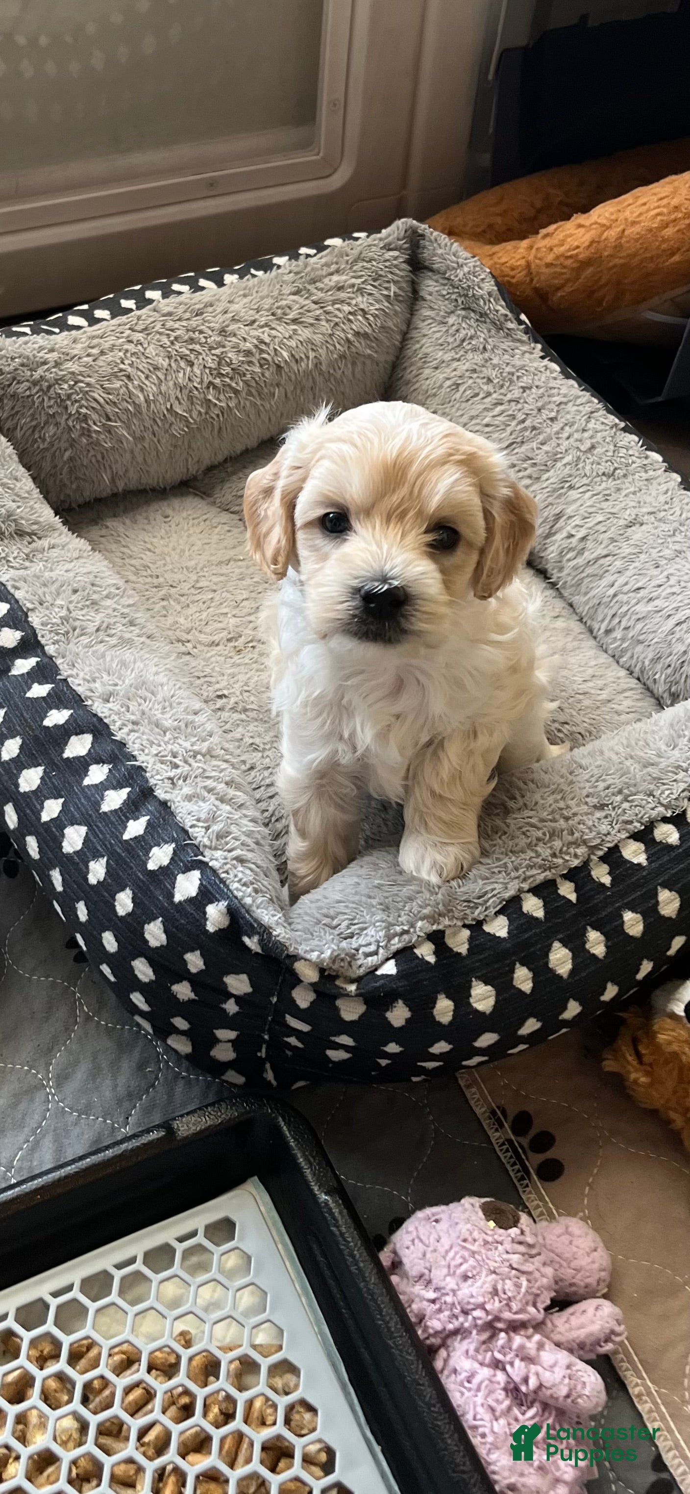 Mini Goldendoodle dogs Mini Goldendoodle 1 - Ad 2