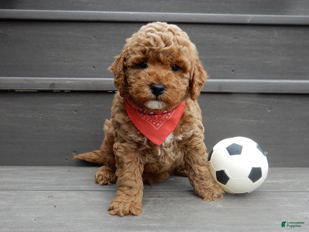 Mini Goldendoodle dogs for sale: Blake - Ad 5