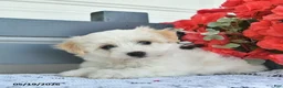 Havanese dogs for sale: Coconut - Ad 4