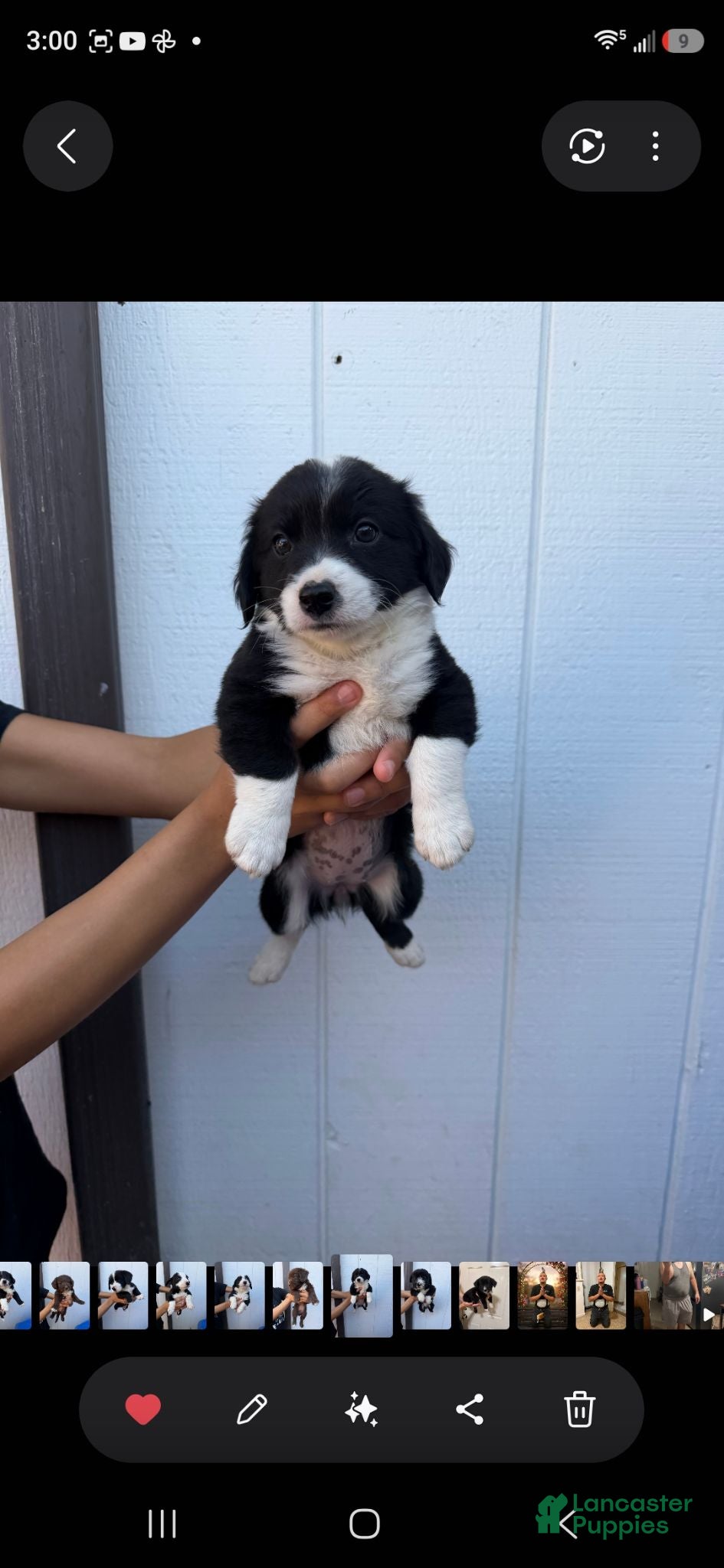 Mixed Breed dogs Mixed Breed 3 - Ad 21
