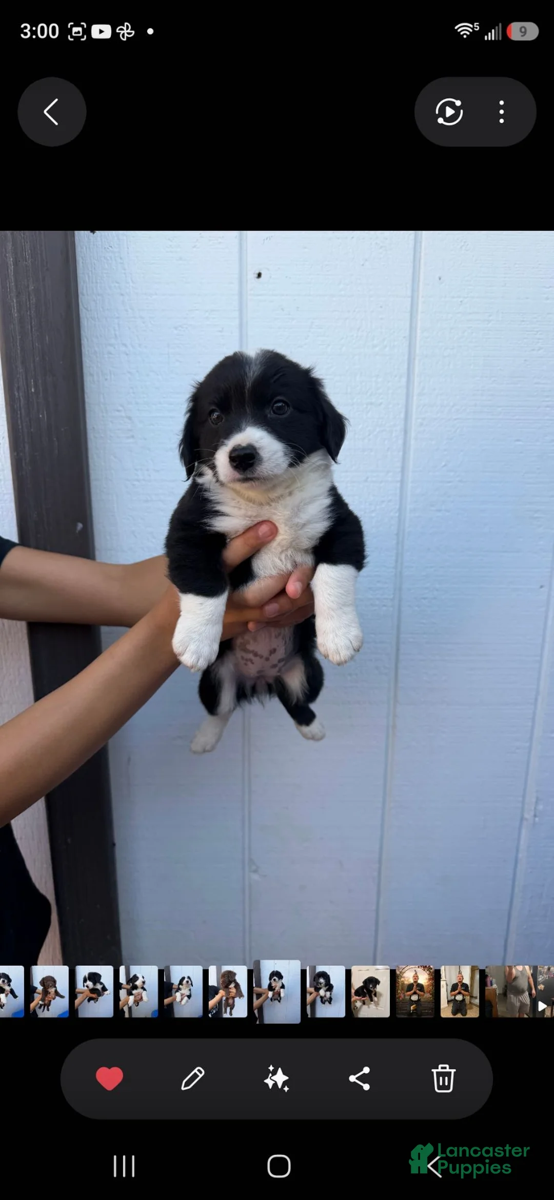 Mixed Breed dogs for sale: Mixed Breed 3 - Ad 1